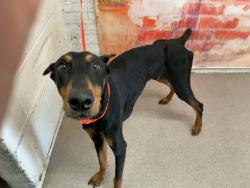 Shelter Stray Male Dog last seen MACY ST & W HIGHLAND AVE, SAN BERNARDINO, CA, 92407, USA, 333 Chandler Pl, San Bernardino, CA 92408, USA