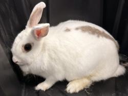 Shelter Stray Female Other last seen , West Valley Animal Shelter, 20655 Plummer St, Chatsworth, CA 91311, USA