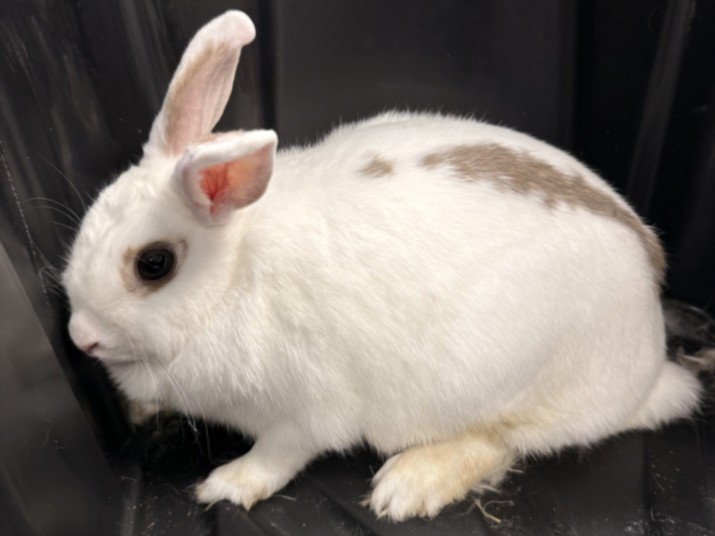 Shelter Stray Female Other last seen , West Valley Animal Shelter, 20655 Plummer St, Chatsworth, CA 91311, USA