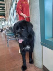 Shelter Stray Male Dog last seen , West Valley Animal Shelter, 20655 Plummer St, Chatsworth, CA 91311, USA