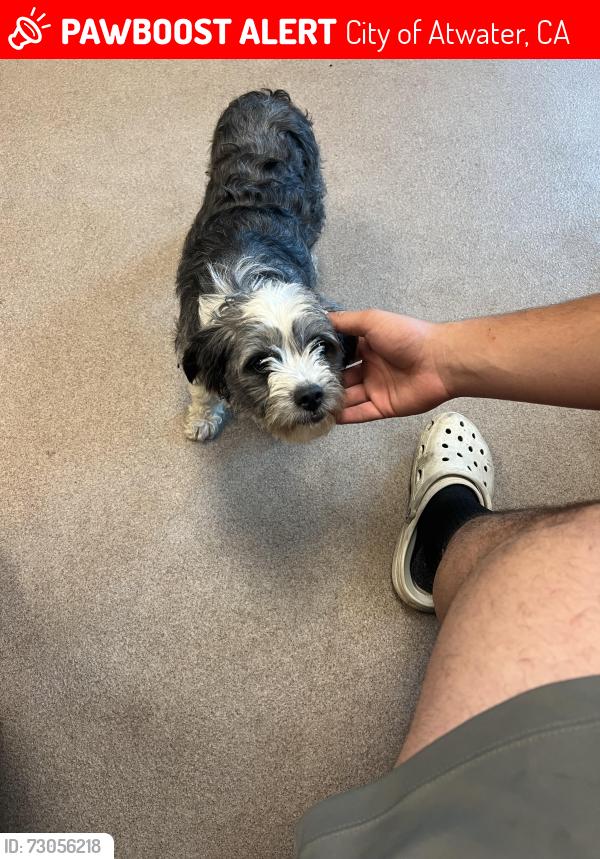 Lost Female Dog last seen Spring valley, City of Atwater, CA 95301