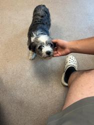 Lost Female Dog last seen Spring valley, City of Atwater, CA 95301