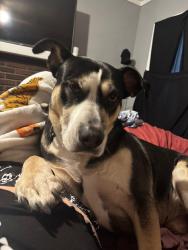 Reunited Male Dog last seen Near Dayton Eaton Pike, New Lebanon, OH 45345, USA, New Lebanon, OH 45345