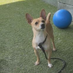 Shelter Stray Male Dog last seen , 14409 Vanowen St, Van Nuys, CA 91405, USA