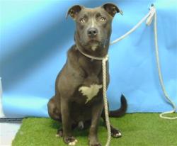 Shelter Stray Male Dog last seen , 216 W Victoria St, Gardena, CA 90248, USA