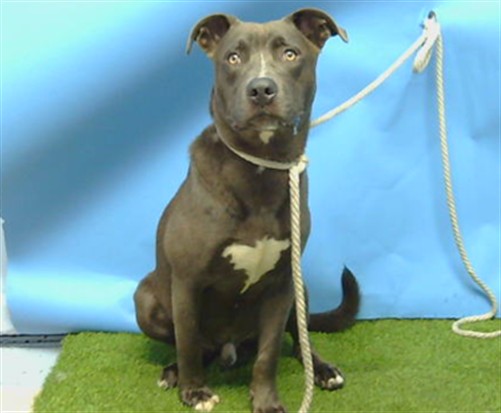 Shelter Stray Male Dog last seen , 216 W Victoria St, Gardena, CA 90248, USA