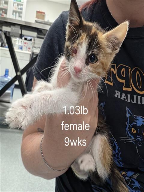 Shelter Stray Female Cat last seen , 201 S Mt Vernon Ave, Bakersfield, CA 93307, USA
