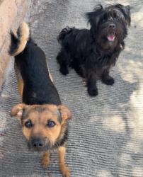 Found/Stray Male Dog last seen Mill street & Pennsylvania, Colton, CA 92324