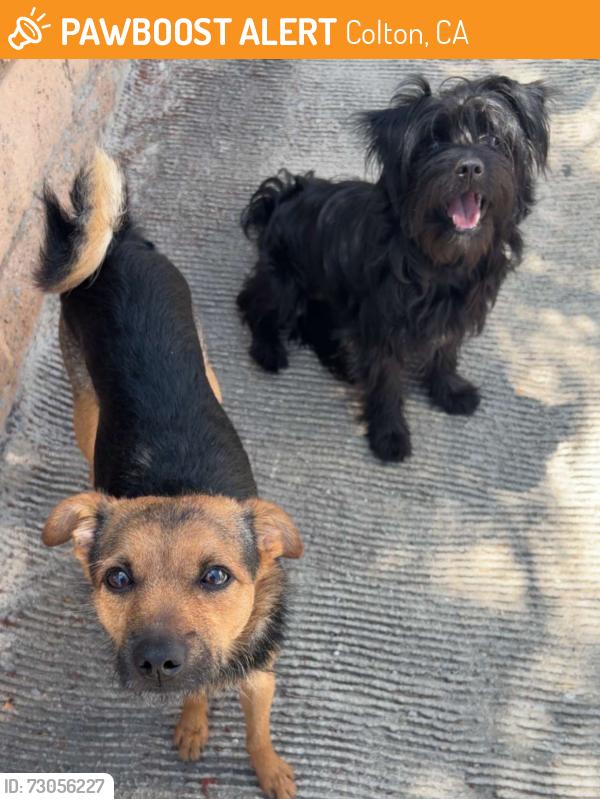 Found/Stray Male Dog last seen Mill street & Pennsylvania, Colton, CA 92324