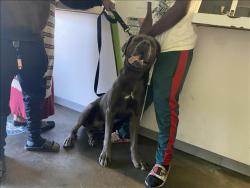 Shelter Stray Male Dog last seen , 1850 W 60th St, Los Angeles, CA 90047, USA