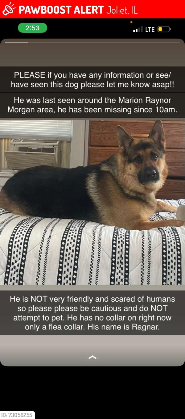 Lost Male Dog last seen jefferson street, Joliet, IL 60436