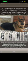 Lost Male Dog last seen jefferson street, Joliet, IL 60436