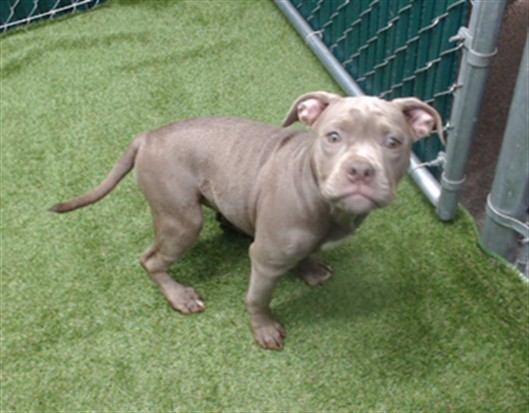 Shelter Stray Female Dog last seen , 11258 Garfield Ave, Downey, CA 90242, USA