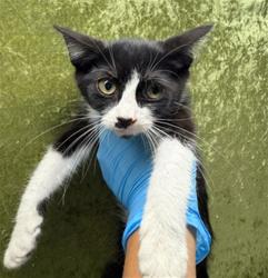 Shelter Stray Female Cat last seen Near BLOCK FAIRMOUNT BLVD, RIVERSIDE CA 92501, 6851 Van Buren Boulevard, Jurupa Valley, CA 92509, USA