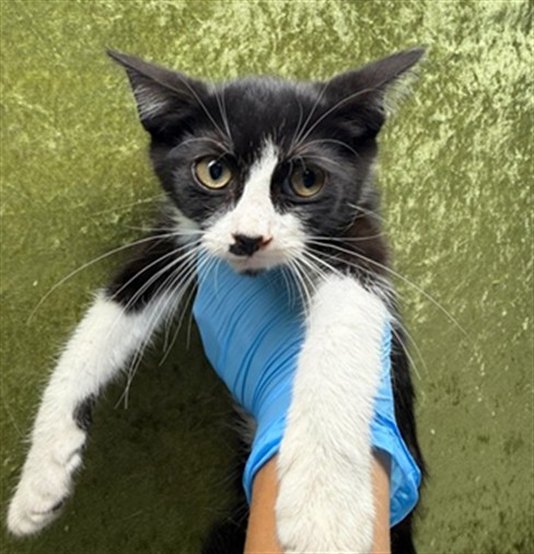 Shelter Stray Female Cat last seen Near BLOCK FAIRMOUNT BLVD, RIVERSIDE CA 92501, 6851 Van Buren Boulevard, Jurupa Valley, CA 92509, USA