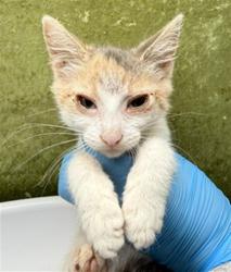 Shelter Stray Female Cat last seen Near BLOCK FAIRMOUNT BLVD, RIVERSIDE CA 92501, 6851 Van Buren Boulevard, Jurupa Valley, CA 92509, USA