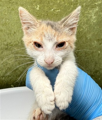 Shelter Stray Female Cat last seen Near BLOCK FAIRMOUNT BLVD, RIVERSIDE CA 92501, 6851 Van Buren Boulevard, Jurupa Valley, CA 92509, USA