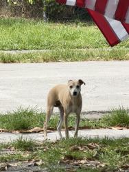 Found/Stray Male Dog last seen Near blocks from the school, North Miami Beach, FL 33162