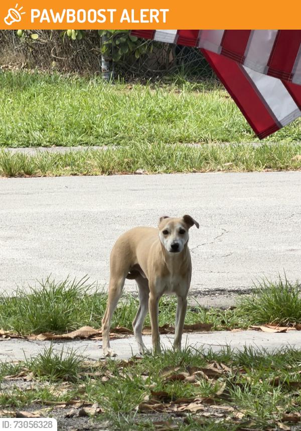 Found/Stray Male Dog last seen Near blocks from the school, North Miami Beach, FL 33162