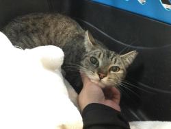 Shelter Stray Female Cat last seen Near BLOCK KRIS RD, DESERT HOT SPRINGS CA 92241, Thousand Palms, CA, USA
