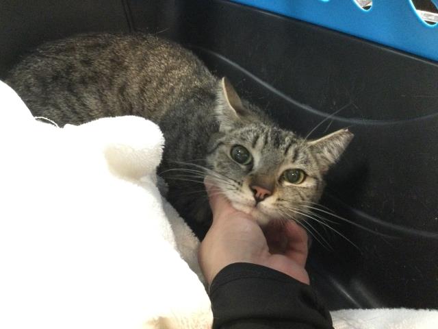 Shelter Stray Female Cat last seen Near BLOCK KRIS RD, DESERT HOT SPRINGS CA 92241, Thousand Palms, CA, USA