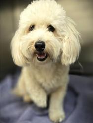 Shelter Stray Male Dog last seen , 3201 Lacy St, Los Angeles, CA 90031, USA