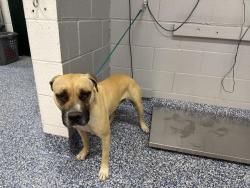 Shelter Stray Female Dog last seen PLAZA AVE, Thousand Palms, CA, USA