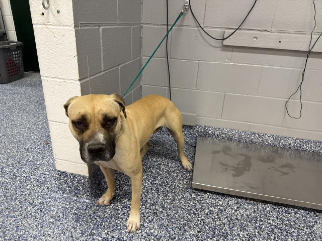 Shelter Stray Female Dog last seen PLAZA AVE, Thousand Palms, CA, USA