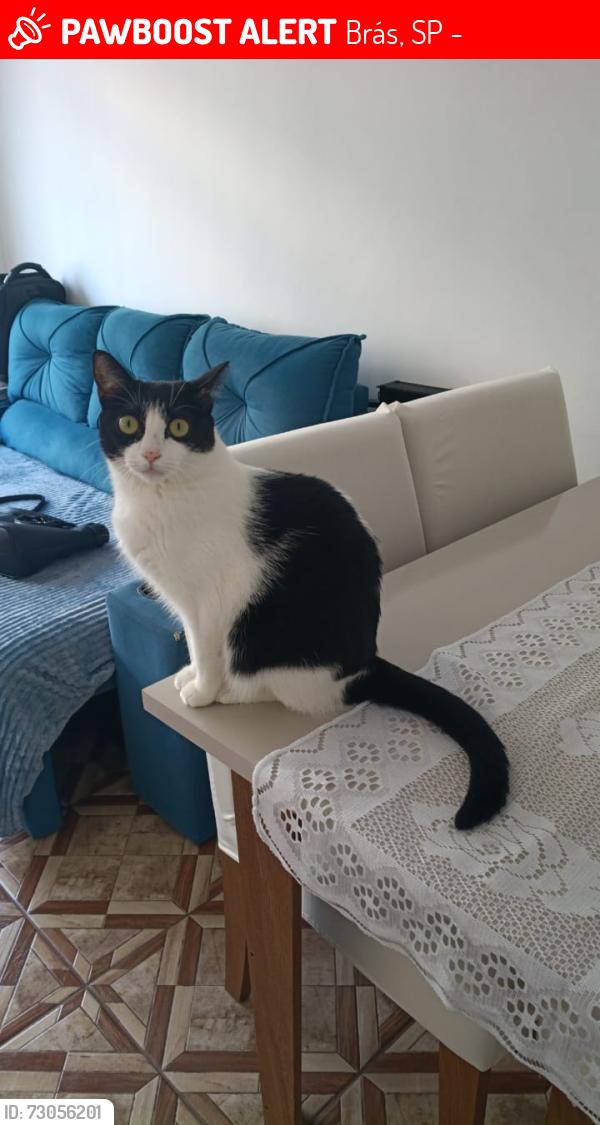Lost Female Cat last seen Esquina com a rua carneiro leão e A rua Capitão Faustino Lima, Brás, SP 03040-040