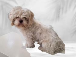 Shelter Stray Unknown Dog last seen , 3201 Lacy St, Los Angeles, CA 90031, USA