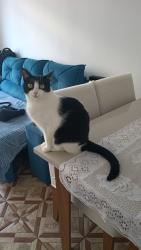 Lost Female Cat last seen Esquina com a rua carneiro leão e A rua Capitão Faustino Lima, Brás, SP 03040-040