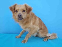 Shelter Stray Male Dog last seen , 3201 Lacy St, Los Angeles, CA 90031, USA