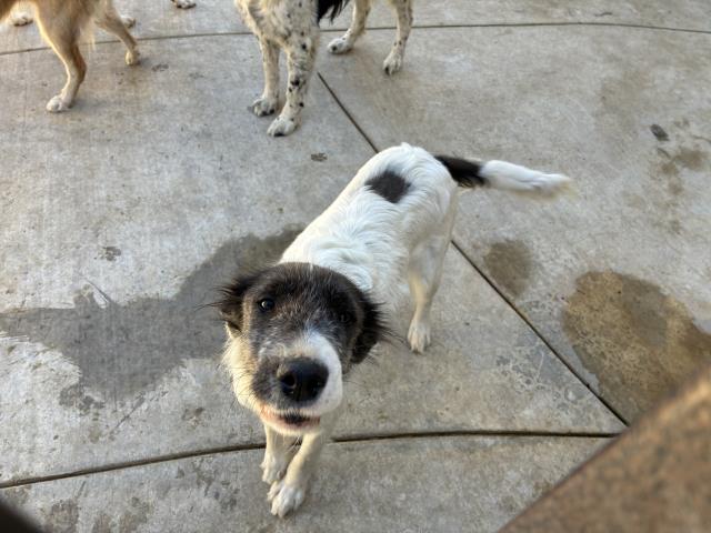 Shelter Stray Female Dog last seen Near BLOCK ALABASTER LOOP, PERRIS, CA, 227 N D St, Perris, CA 92570, USA