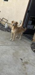 Shelter Stray Female Dog last seen Near BLOCK ALABASTER LOOP, PERRIS, CA, 227 N D St, Perris, CA 92570, USA