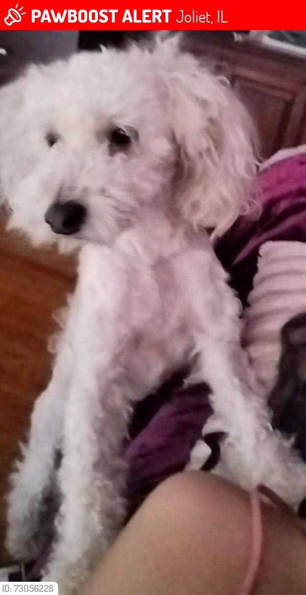 Lost Male Dog last seen Near Zarley Blvd, Joliet, IL 60436
