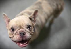 Shelter Stray Female Dog last seen , 3201 Lacy St, Los Angeles, CA 90031, USA