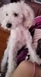 Lost Male Dog last seen Near Zarley Blvd, Joliet, IL 60436