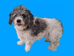 Shelter Stray Female Dog last seen , 3201 Lacy St, Los Angeles, CA 90031, USA