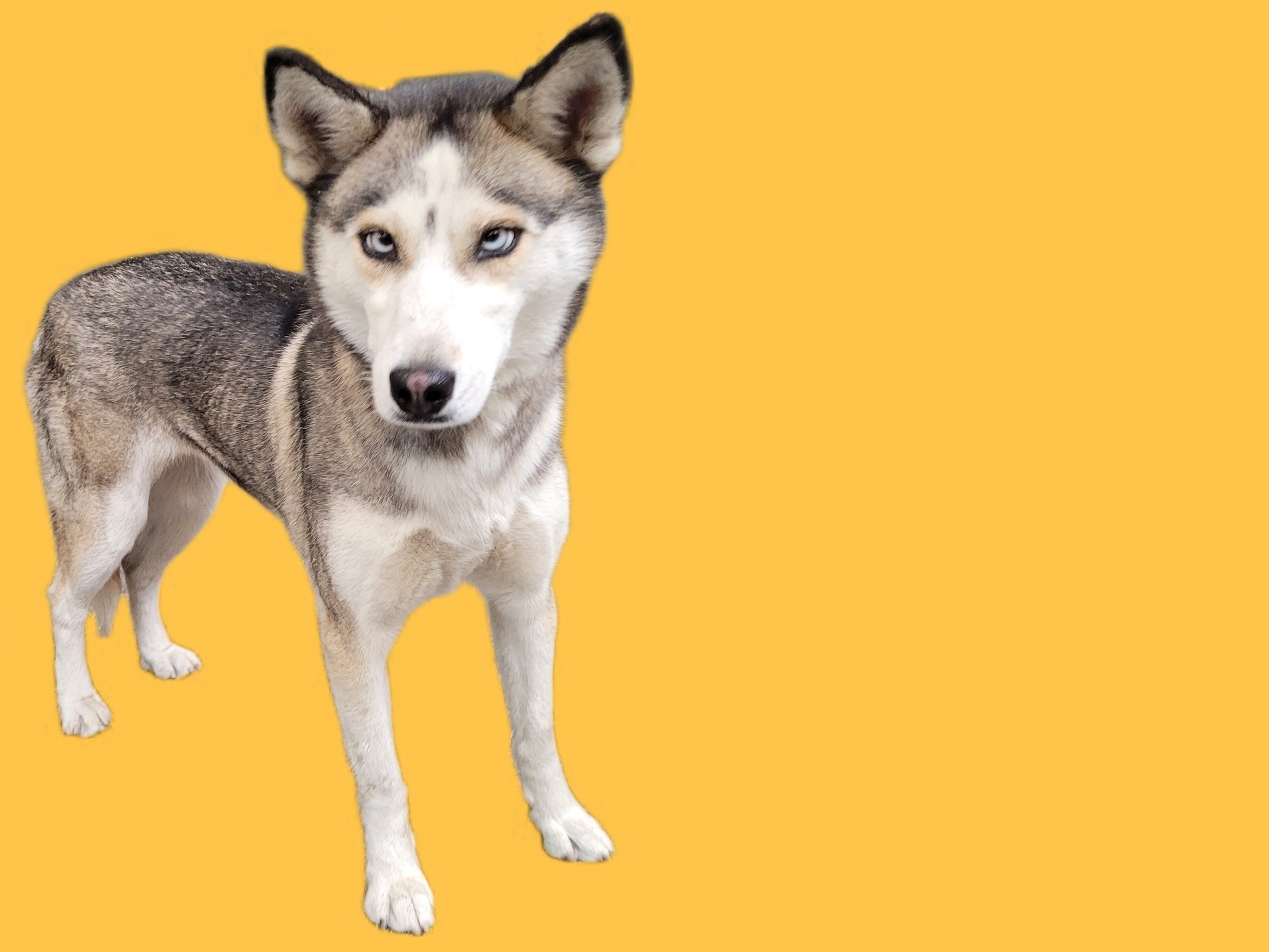 Shelter Stray Female Dog last seen , 3201 Lacy St, Los Angeles, CA 90031, USA