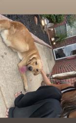 Found/Stray Male Dog last seen Dealership, Edmond, OK 73013
