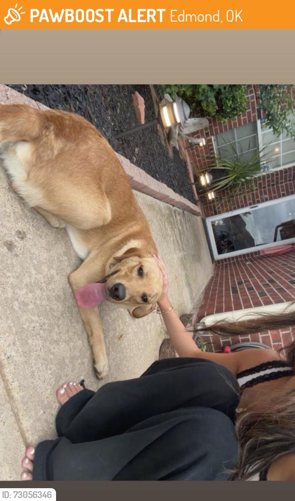 Found/Stray Male Dog last seen Dealership, Edmond, OK 73013