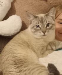 Lost Male Cat last seen Near ne halsey, Portland, OR 97220