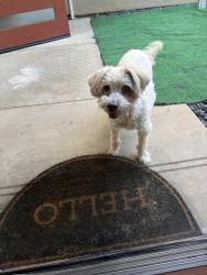 Found/Stray Male Dog last seen Epinette and Havasupai, San Diego, CA 92117