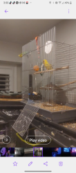 Lost Female Bird last seen Majorme Kenzie and Peter Rupert,Maple, Vaughan, ON L6A 0M1