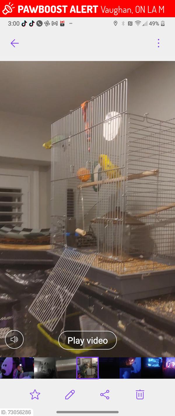 Lost Female Bird last seen Majorme Kenzie and Peter Rupert,Maple, Vaughan, ON L6A 0M1