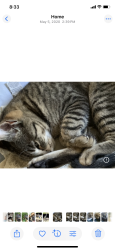 Lost Female Cat last seen Euclid, San Diego, CA 92105