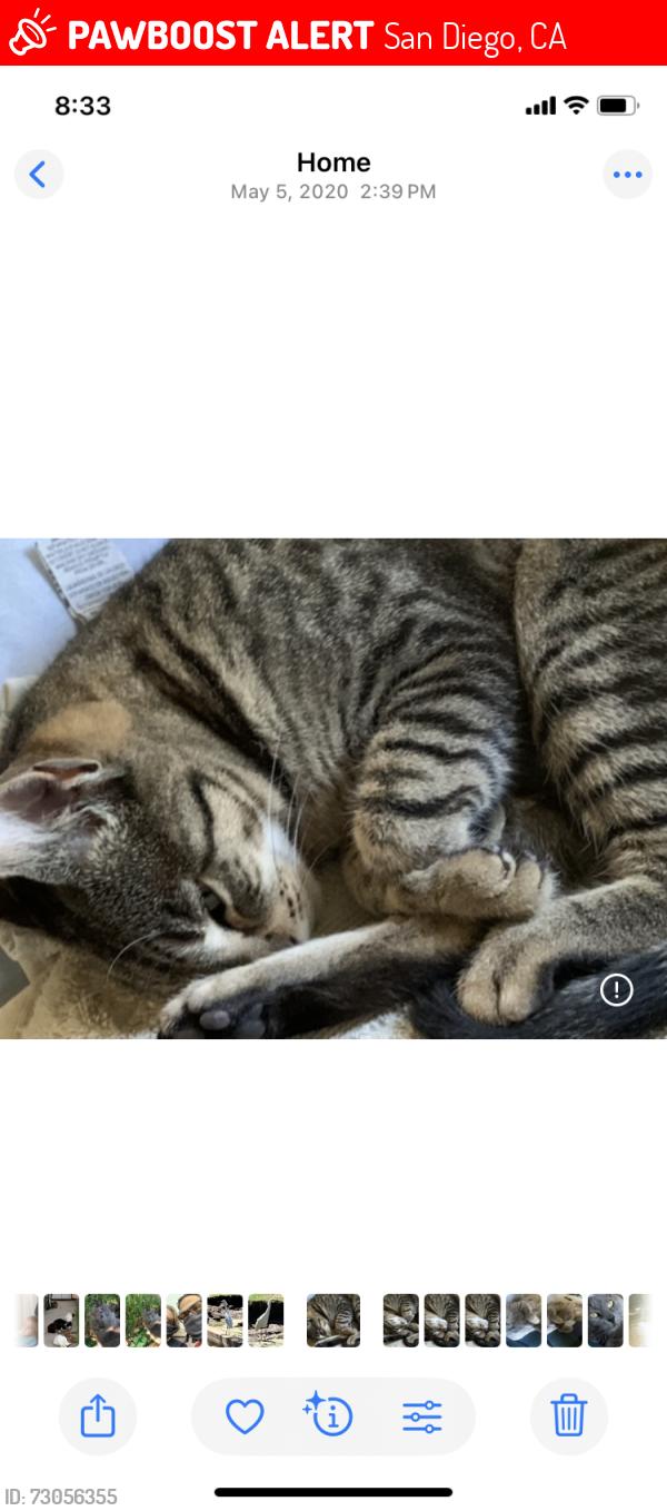 Lost Female Cat last seen Euclid, San Diego, CA 92105