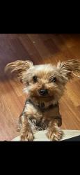 Reunited Female Dog last seen 10th St, Ceres, CA 95307, USA, Ceres, CA 95307