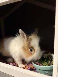 Found/Stray Unknown Rabbit last seen 68th St & Pats Ranch Rd, Jurupa Valley, CA 91752