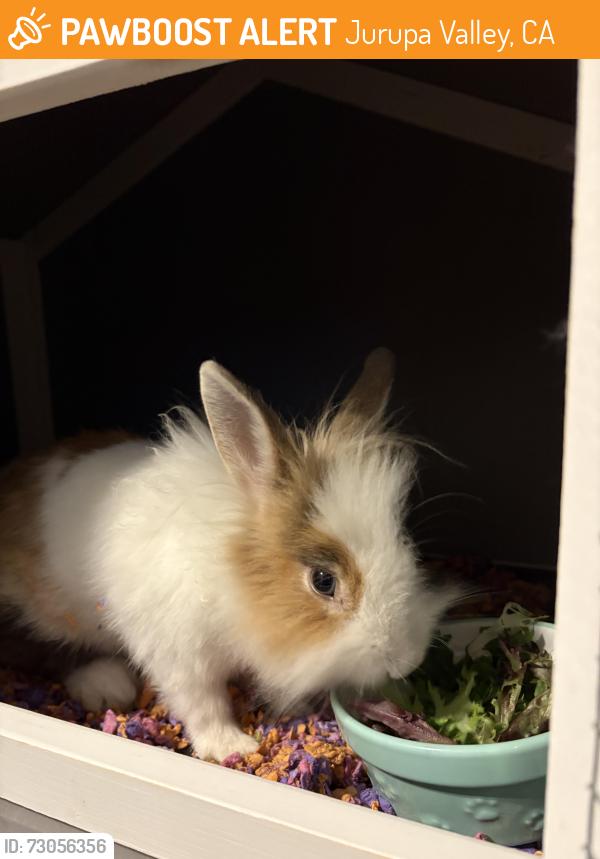 Found/Stray Unknown Rabbit last seen 68th St & Pats Ranch Rd, Jurupa Valley, CA 91752